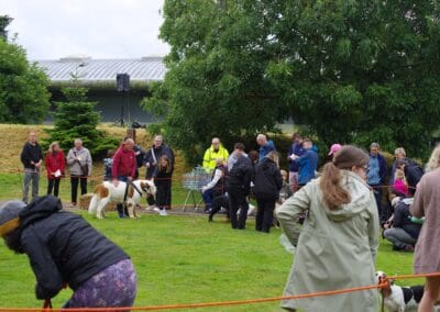 Open day dog show