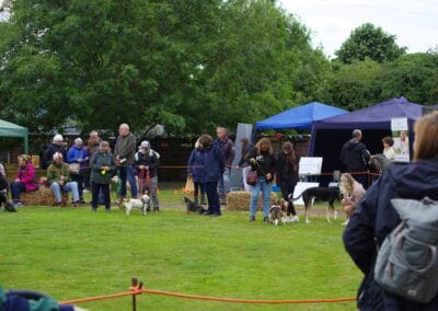 Open day dog show