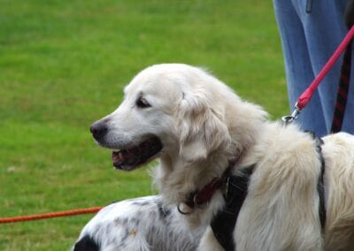 Open day dog show
