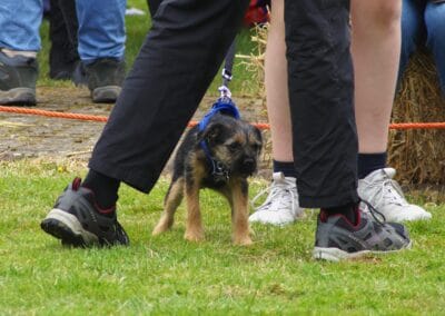 Open day dog show