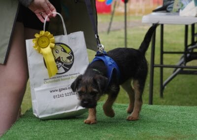 Open day dog show