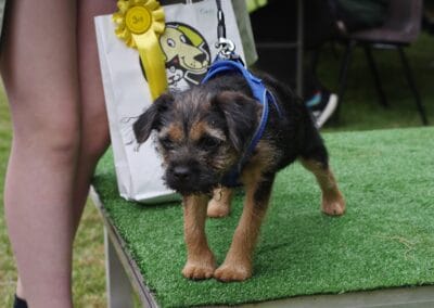 Open day dog show