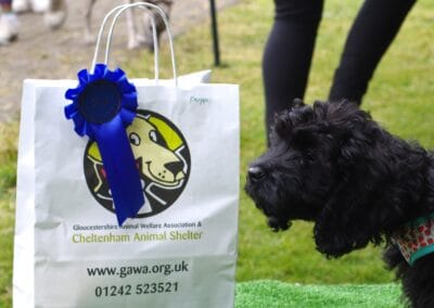 Open day dog show