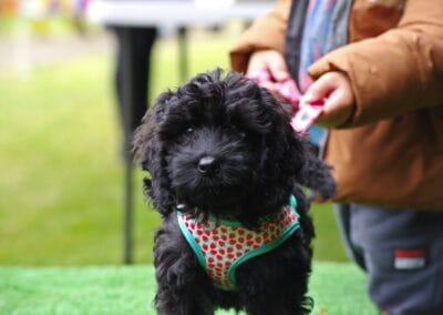 Open day dog show