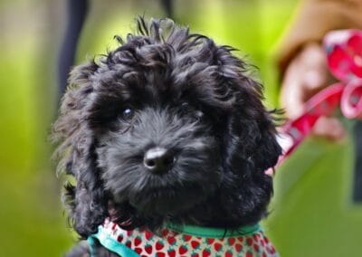 Open day dog show