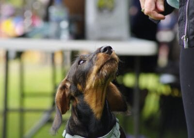 Open day dog show