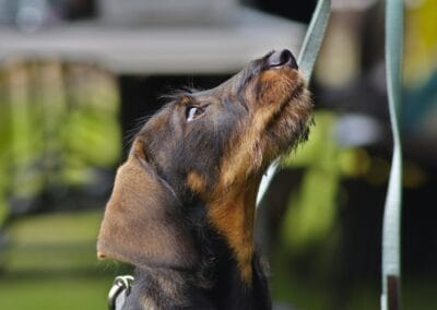 Open day dog show