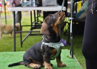 Open day dog show