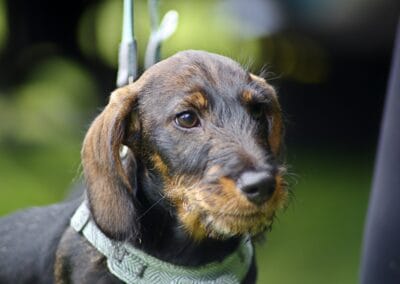 Open day dog show