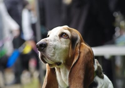 Open day dog show