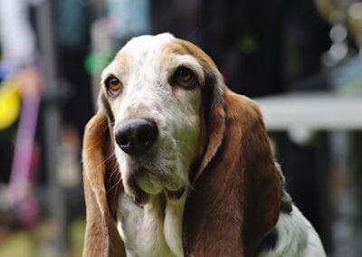 Open day dog show