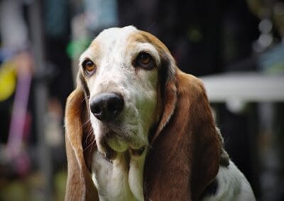 Open day dog show