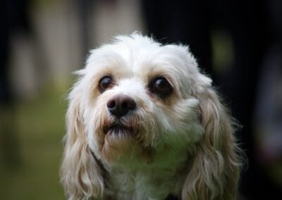 Open day dog show