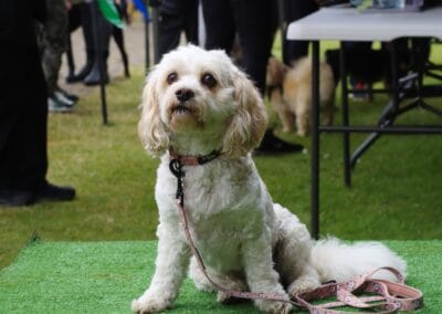 Open day dog show