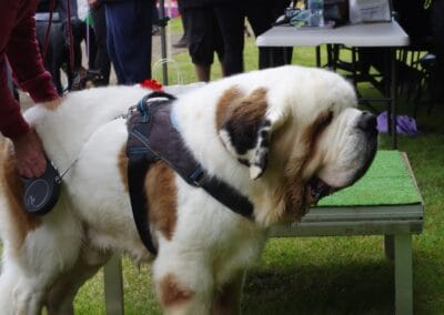 Open day dog show