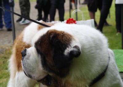 Open day dog show