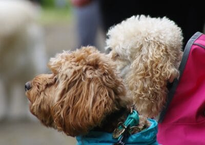 Open day dog show