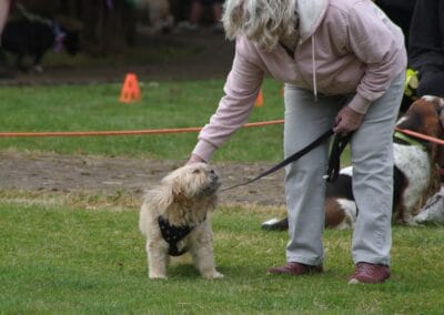 Open day dog show
