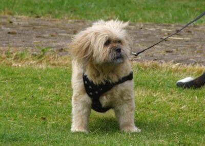 Open day dog show