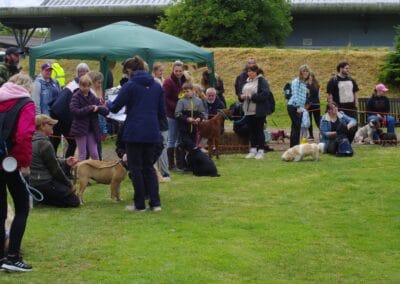 Open day dog show