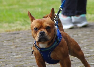Open day dog show