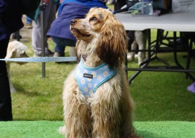 Open day dog show