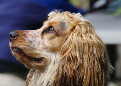 Open day dog show
