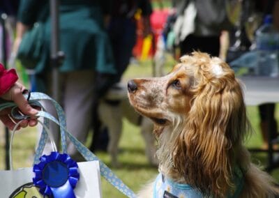 Open day dog show