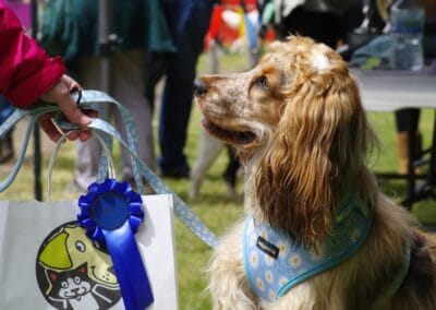 Open day dog show