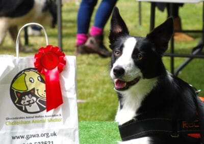 Open day dog show