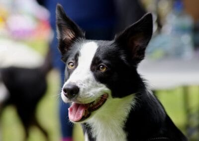 Open day dog show