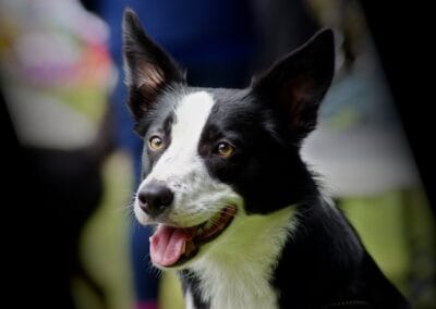 Open day dog show