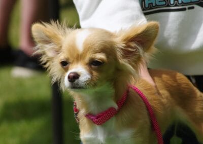 Open day dog show
