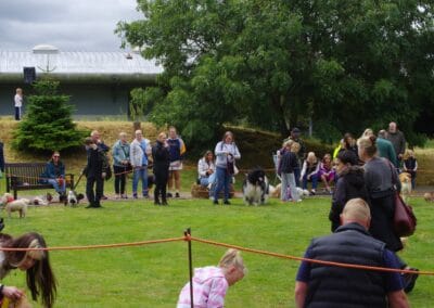 Open day dog show