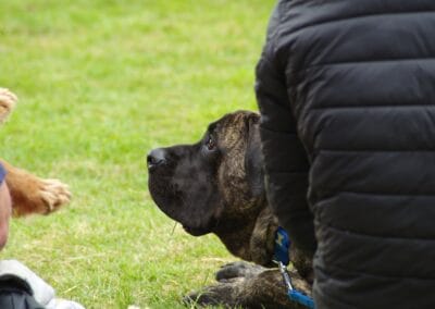 Open day dog show