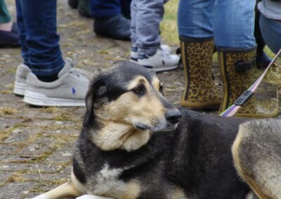 Open day dog show