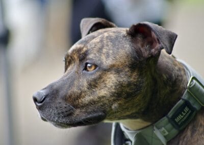 Open day dog show