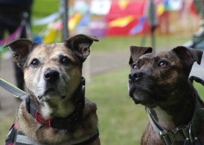 Open day dog show