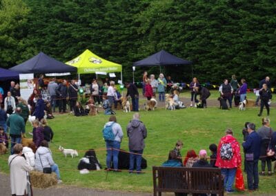 Open day dog show