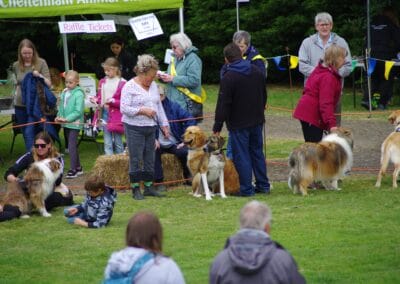 Open day dog show