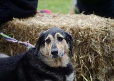 Open day dog show