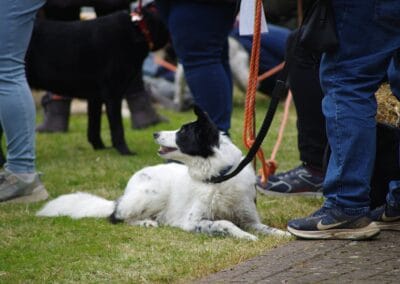 Open day dog show