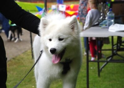 Open day dog show