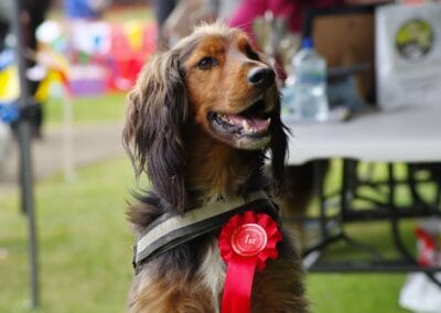 Open day dog show