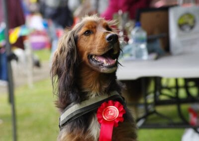 Open day dog show