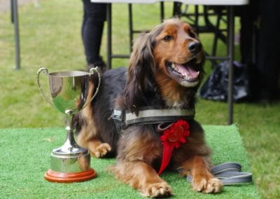 Open day dog show