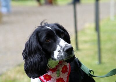 Open day dog show