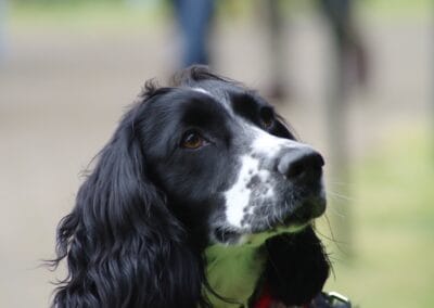 Open day dog show