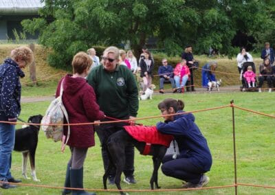 Open day dog show
