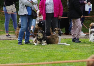Open day dog show
